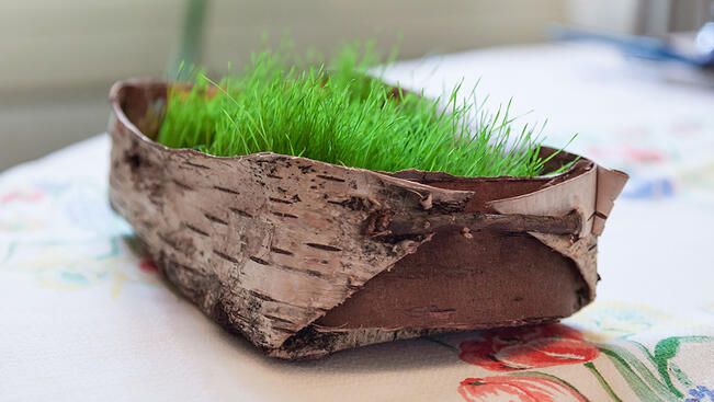 Rairuohoa tuohiropposessa Kuralan Kylämäellä.