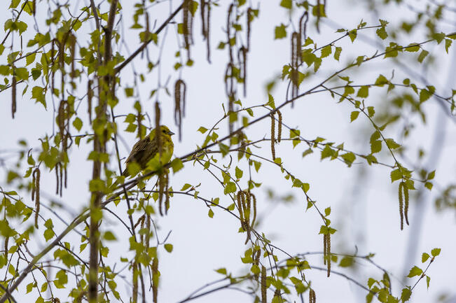 Koivulle on ollut odotettavissa maltillisempi vuosi viime vuoden runsaan kukinnan jälkeen.