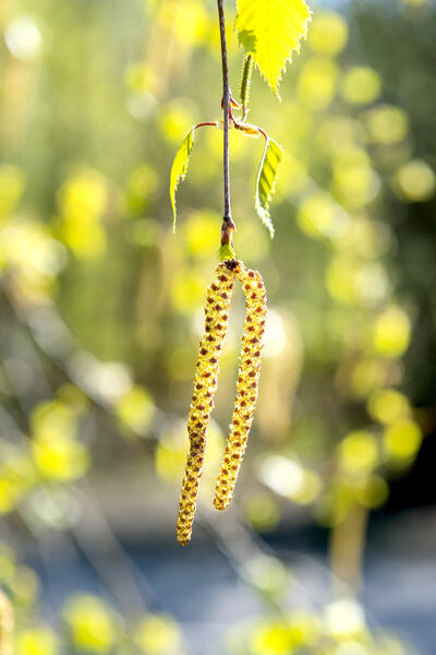 Siitepölyallergian yleisimpiä oireita ovat nenän tukkoisuus, kirkas vuoto, aivastelu, silmien kutina ja vuotaminen sekä väsymys. 
