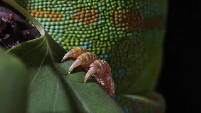 Maija Tammen näyttelyssä pohditaan empatian kysymyksiä eläinhahmojen johdolla. Yksityiskohta teoksesta Hulda & Lilli (2023).
