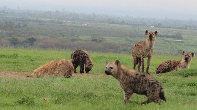 Hyeenoja Keniassa. 

