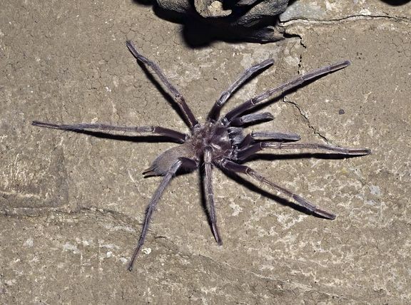 Meksikossa havaittu sokea luolassa elävä tarantula.  