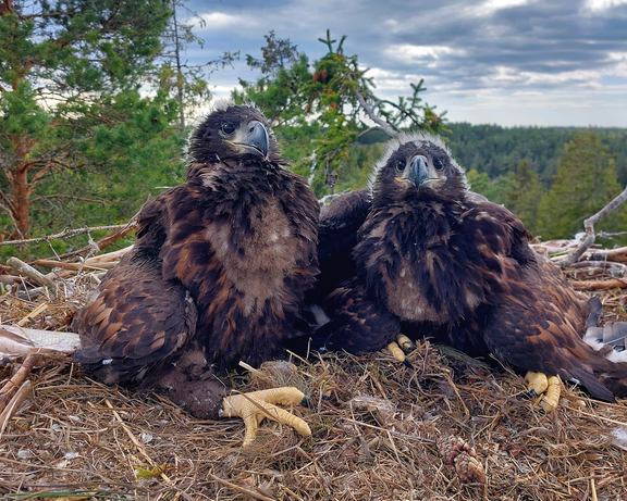 Kaksi noin kuuden viikon ikäistä merikotkan poikasta pesässä Naantalissa. Merikotka munii yhdestä kolmeen munaa varhain keväällä, mutta tiheän populaation lisäämät reviirikamppailut, ravinnon puute tai erilaiset ympäristön häiriötekijät voivat heikentää pesinnän onnistumisen mahdollisuuksia. 