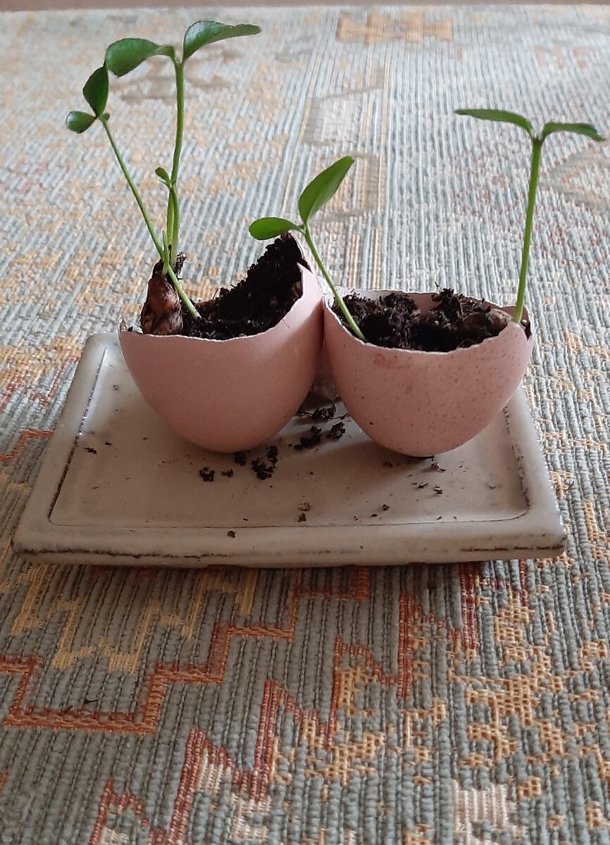 Kasvu alkaa terveellisessä kalkkikuoressa.