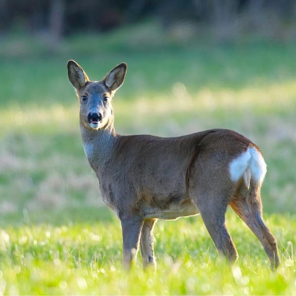 Eläinkolarien määrä kasvoi vuonna 2025 erityisesti kevätkuukausina verrattuna aiemman vuoden kevääseen. 
