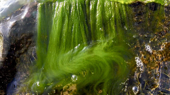 Lilli Haapala, Bluegreen Bodies (and Other Stories), video.