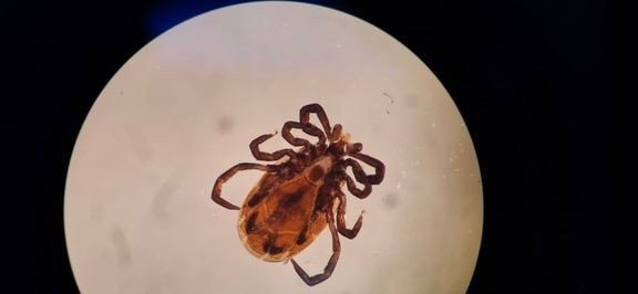 Mikroskoopissa näkyvä Siperianpuutiainen eli taigapunkki (Ixodes persulcatus).  