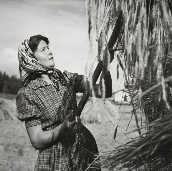Kuvaajalegenda Björn Soldan ikuisti talkootöihin Suomeen saapuneen Salmisen elokuussa 1941 sipoolaisella viljapellolla. 
