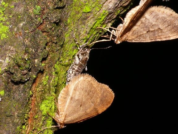 Kaksi siivellistä hallamittari-koirasta (Operophtera brumata) ja välissä siivetön saman lajin naaras. 