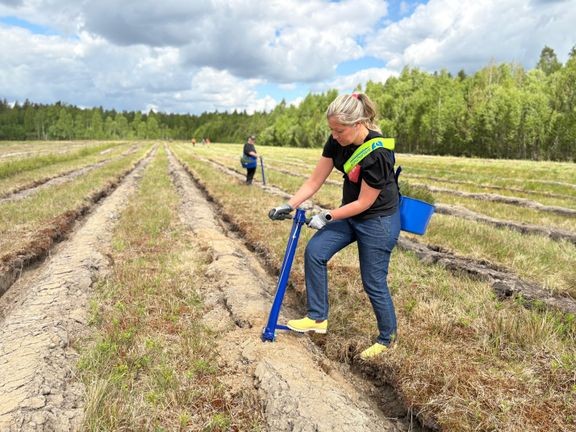 Kankaanpäähän istutettiin kesäkuun alussa yli 16 000 taimea entiselle viljelystä poistuneelle turvepeltoalueelle.  