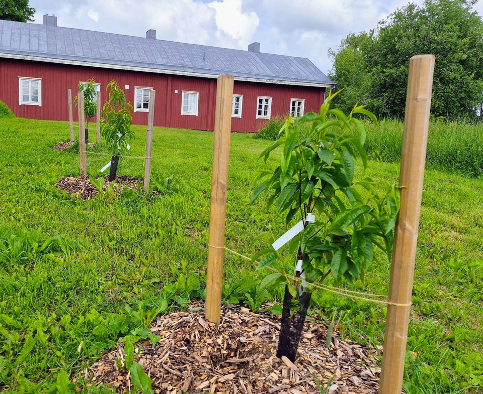 Aprikooseja ja persikoita istutetaan avomaalle Etelä-Suomessa.