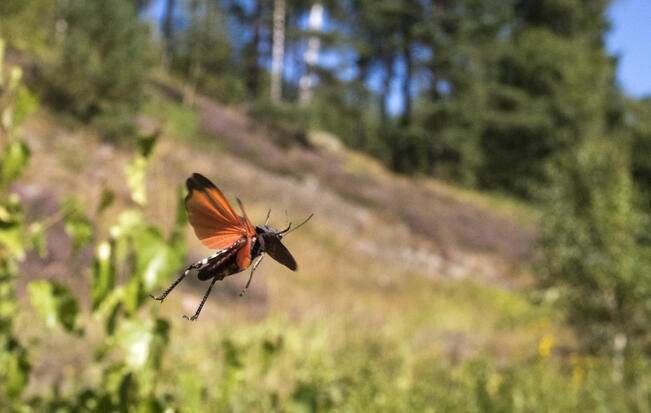 Palosirkka on paahteisten ympäristöjen heinäsirkkalaji, jonka koiraat tunnistaa lentohyppyjen aikana paljastuvista oranssinpunaisista takasiivistä.
