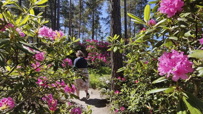 Ulkoiluystävänä auttaa henkilöä, joka ei pysty ulkoilemaan itsenäisesti tai kaipaa ulkoilulle seuraa.