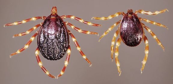 Hyalomma-puutiaiset ovat suurikokoisia ja ne voi tunnistaa raidallisista jaloista. Vasemmalla on naaras ja oikealla on koiras. 