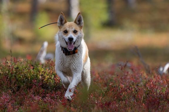 Koiria saa taas pitää vapaana metsästysoikeuden haltijan luvalla. Kuvassa pohjanpystykorva metsällä. 
