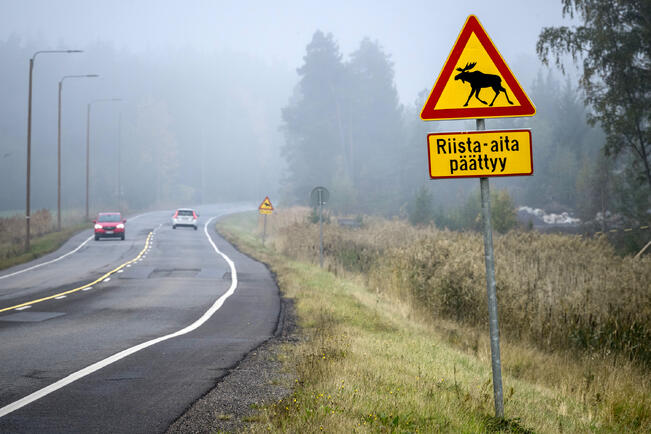 Hirvet liikkuvat aktiivisesti erityisesti iltaisin, juuri silloin kun heikkenevä näkyvyys vaikeuttaa eläimen havaitsemista tien laidalla. 
