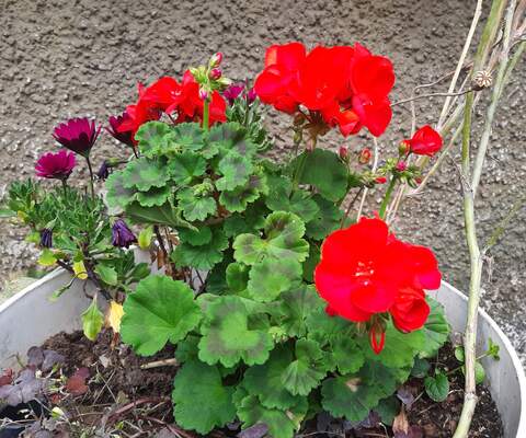 Pelargonien kukinta on silmiähäikäisevän värikästä.