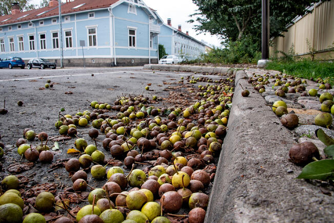 Muun muassa maahan pudonneet päärynä- ja omenaröykkiöt vetävät rottia puoleensa.