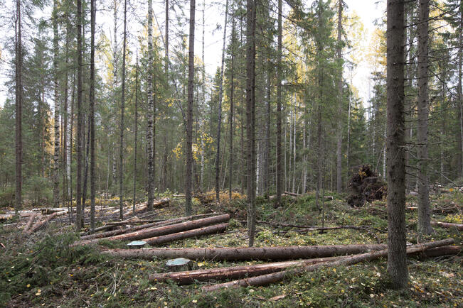 Suunnitelluista hakkuista täytyy tehdä metsänkäyttöilmoitus. 
