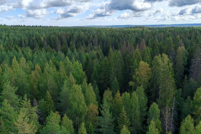 Laserkeilaushavaintoalueen puiden terveydentilassa näkyviä muutoksia vuoden 2021 kesän helleaallon sekä sitä seuranneiden rasitustekijöiden jälkeen. 
